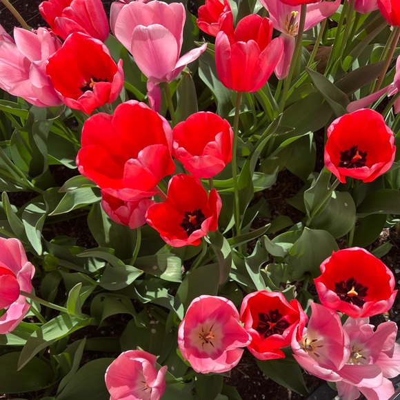 Meet your Posher, Kristen - Picture 1 of 1